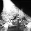 Godspeed You! Black Emperor Asunder, Sweet And Other Distress