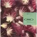 Orbital Radiccio