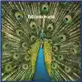 The Bluetones Expecting to Fly