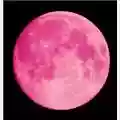 Nick Drake Pink Moon