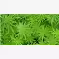 Natura Droga