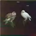 Dungen Häxan
