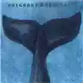 Pregnant Whale Pain Pregnant Whale Pain