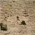 Ben Howard Noonday Dream