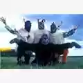 The Beatles I'm the walrus