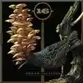 16 Dream Squasher