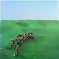 Squid Bright Green Field