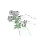 Sanso-Xtro Sentimentalist