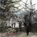 Trembling Bells Carbeth/Abandoned Love