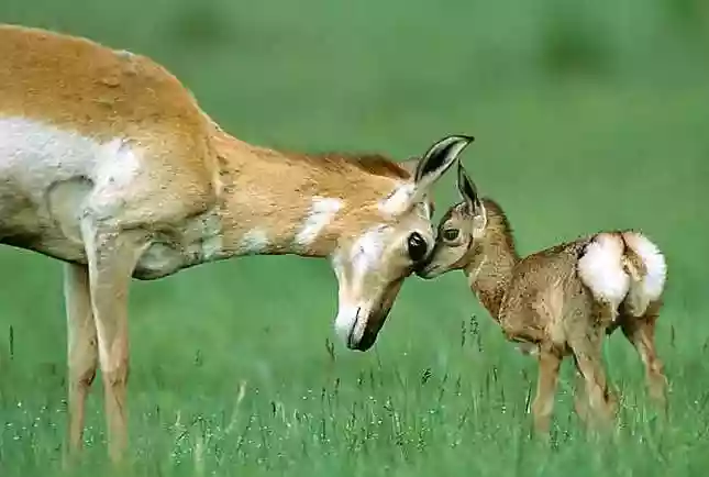 Mamma