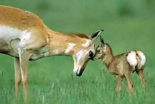 Mamma