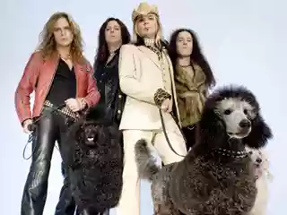 The Poodles
