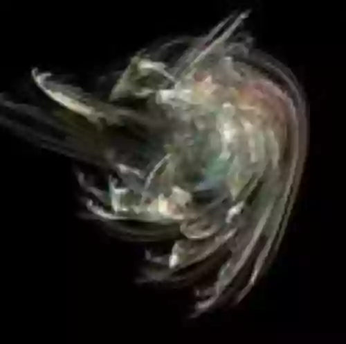Waltz