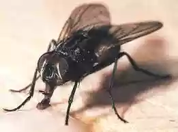 Mosca