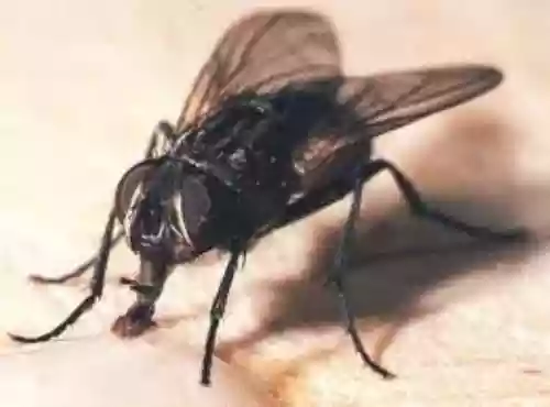Mosca