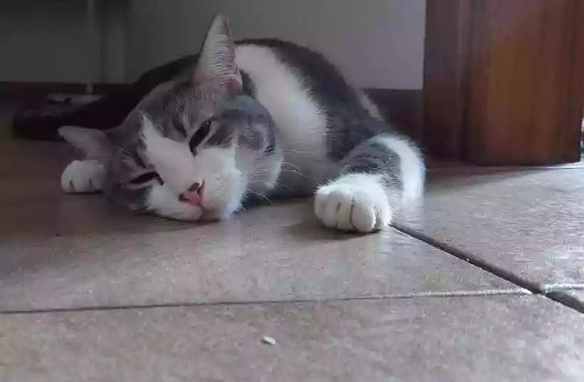 Ingrandisci questa immagine