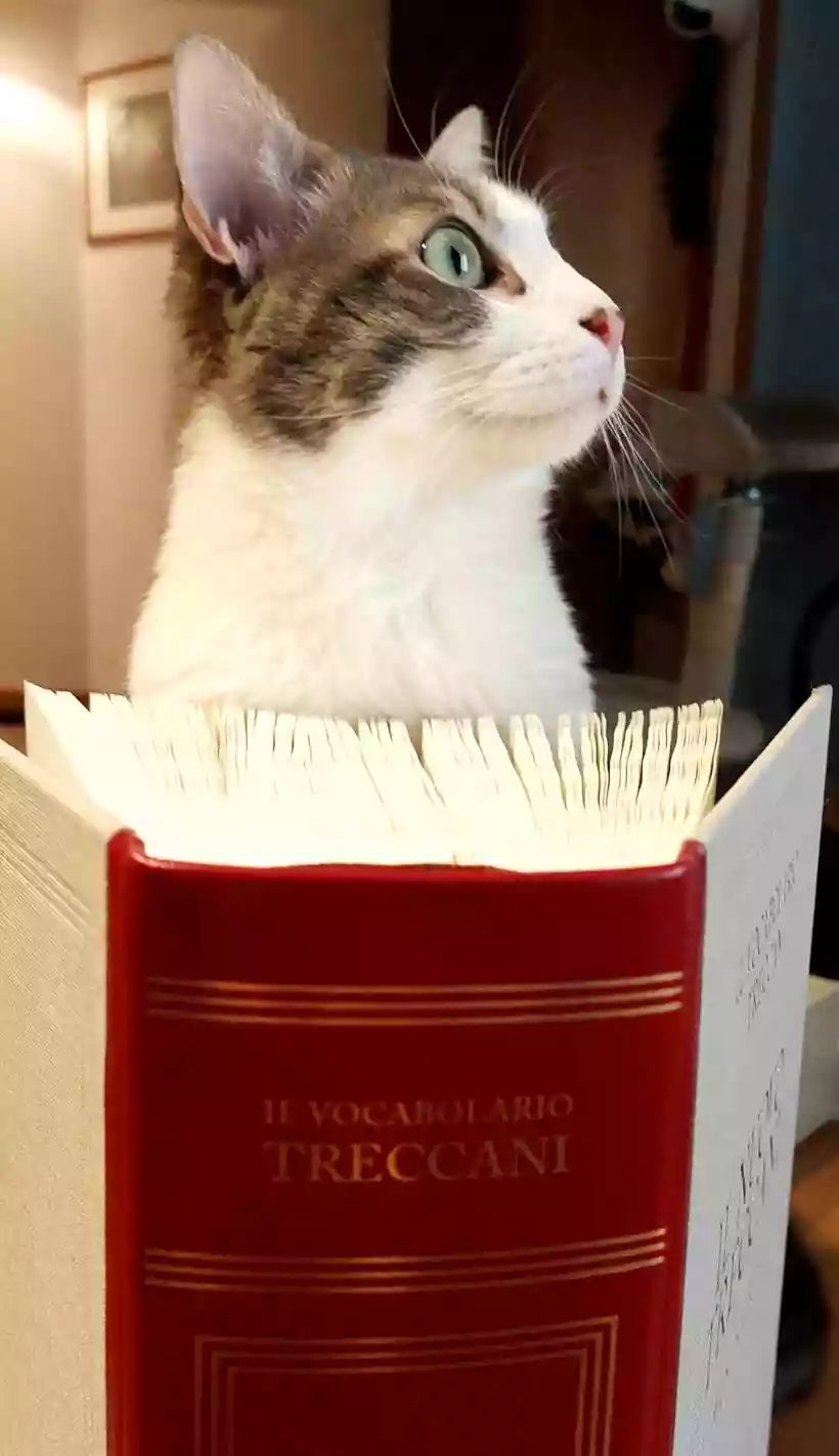 Ingrandisci questa immagine