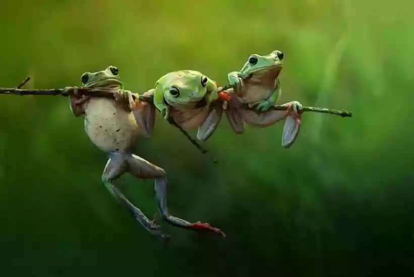 Ingrandisci questa immagine