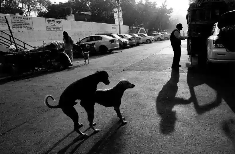 Ingrandisci questa immagine