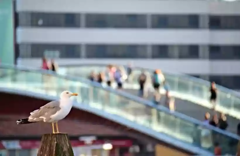 Ingrandisci questa immagine