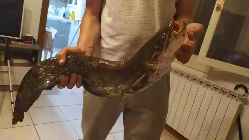 Ingrandisci questa immagine