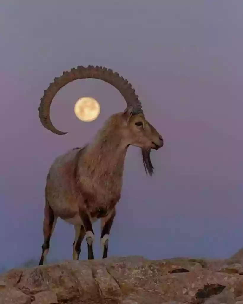 Ingrandisci questa immagine