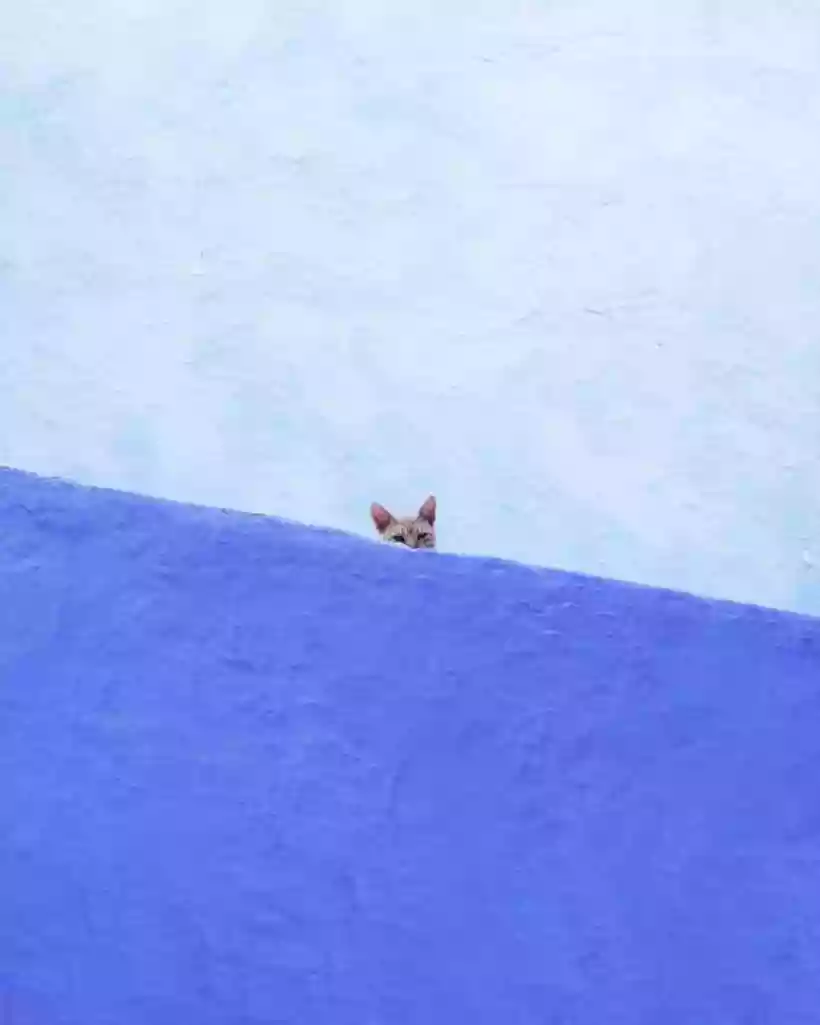 Ingrandisci questa immagine