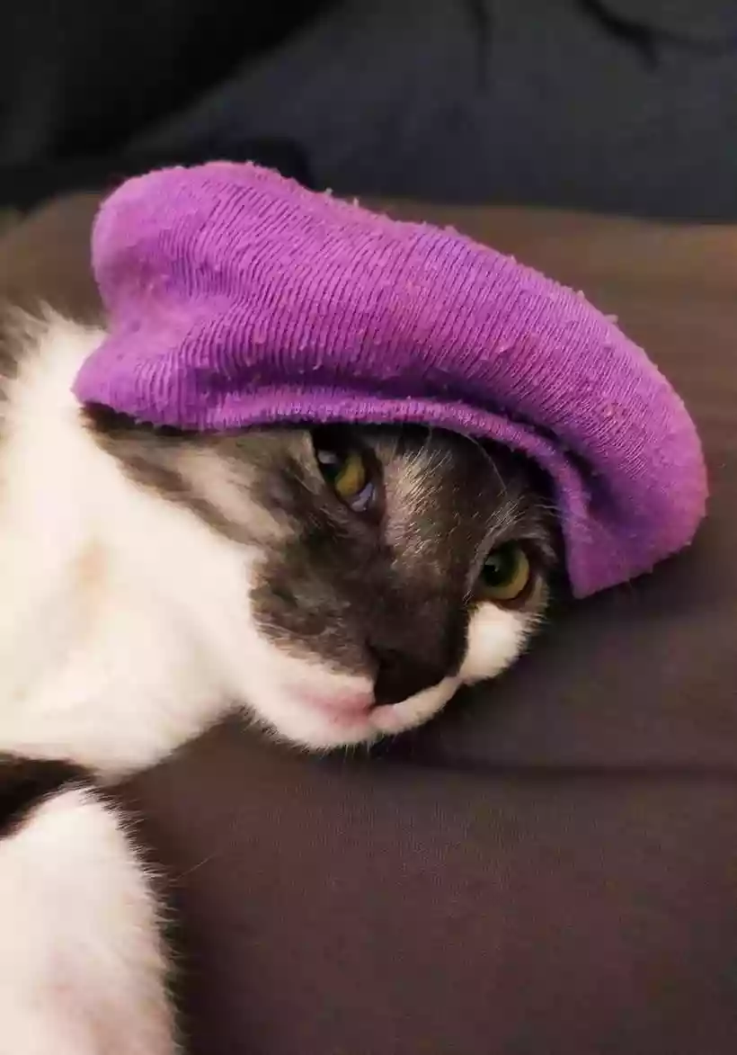 Ingrandisci questa immagine