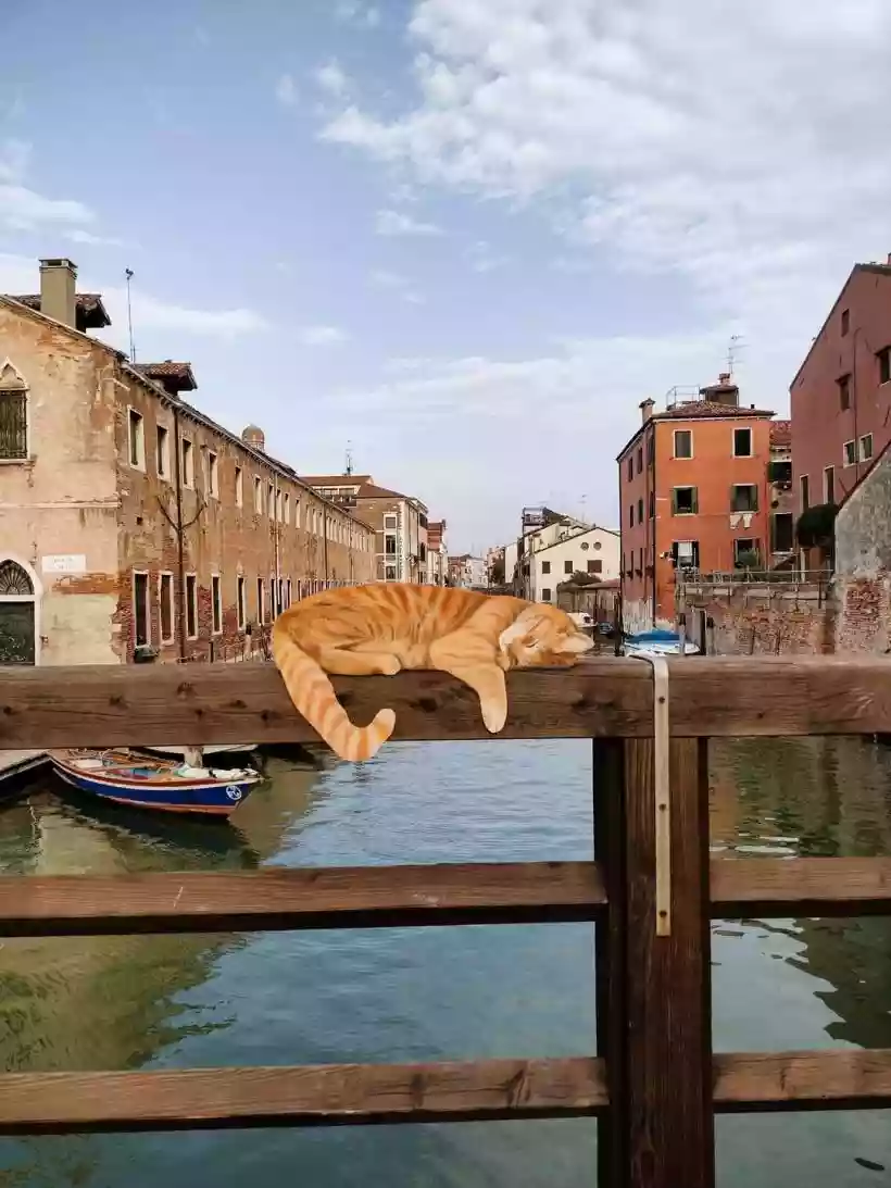 Ingrandisci questa immagine