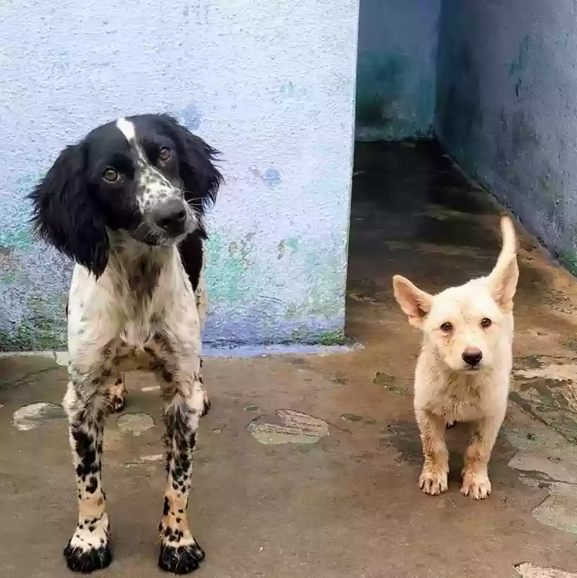 Ingrandisci questa immagine