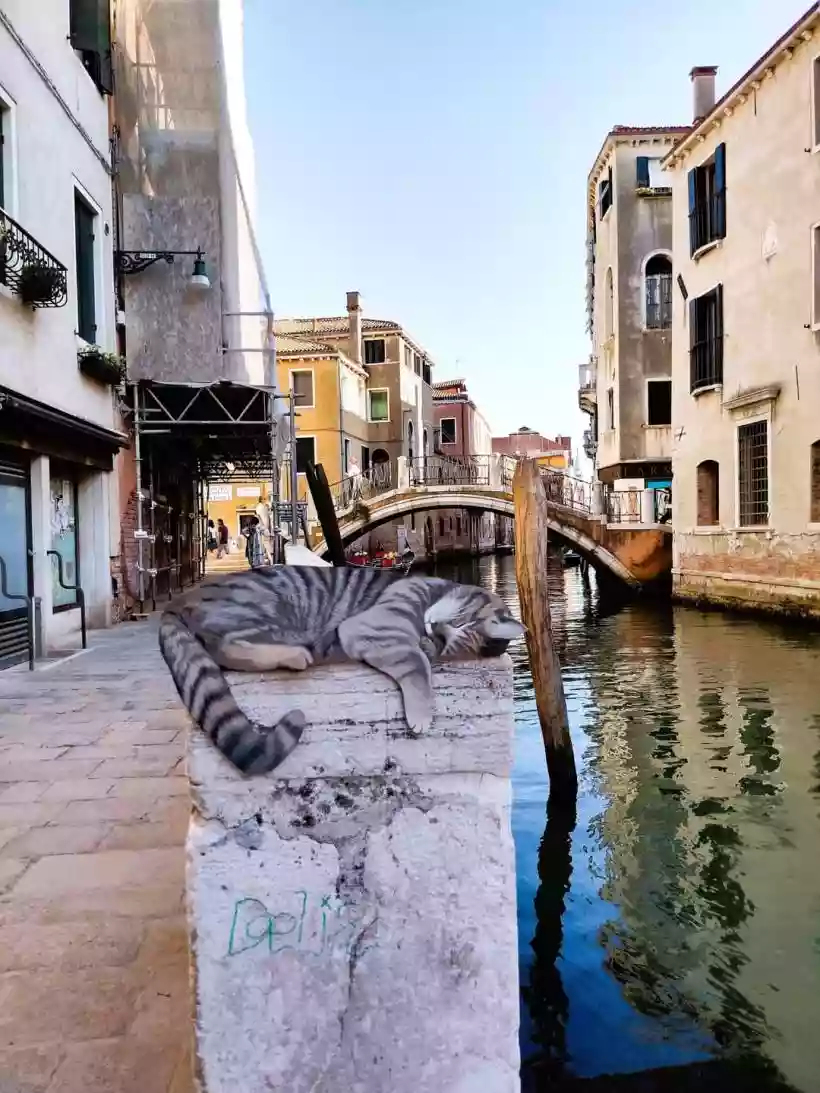 Ingrandisci questa immagine