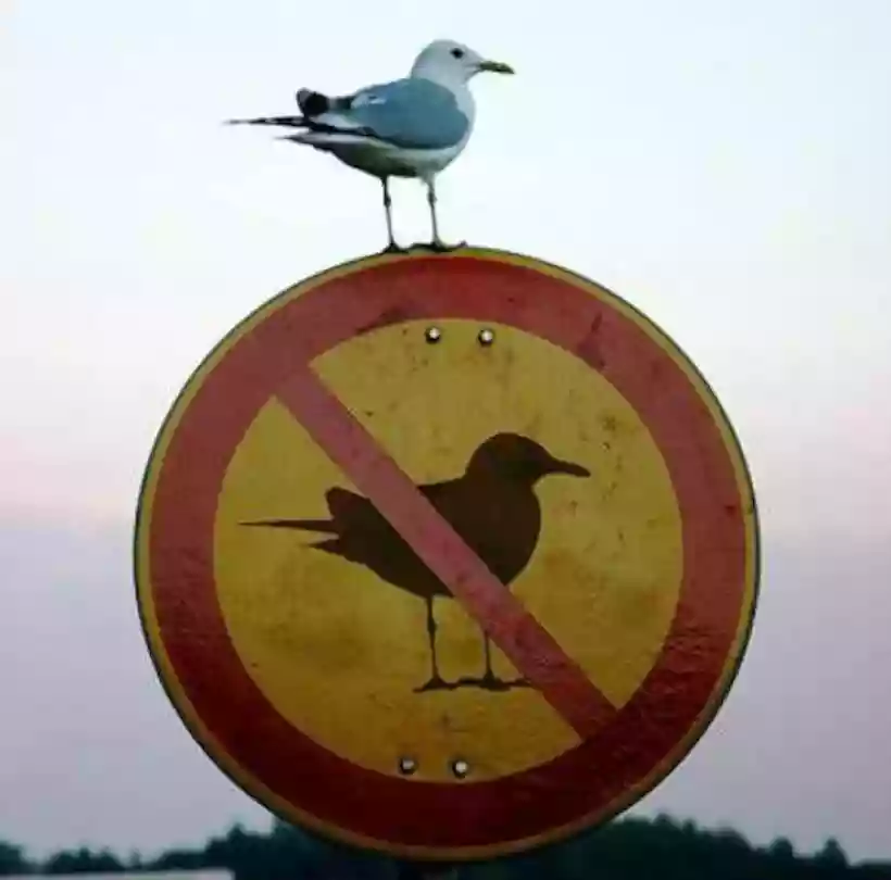 Ingrandisci questa immagine