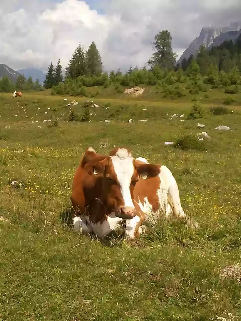 Ingrandisci questa immagine