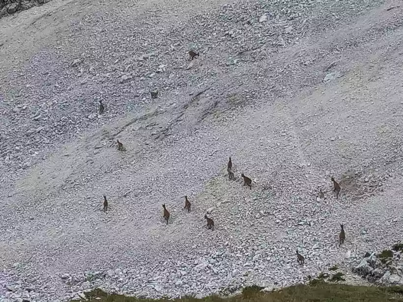 Ingrandisci questa immagine