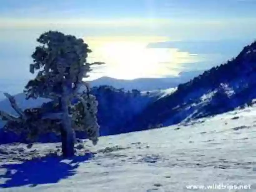 Ingrandisci questa immagine