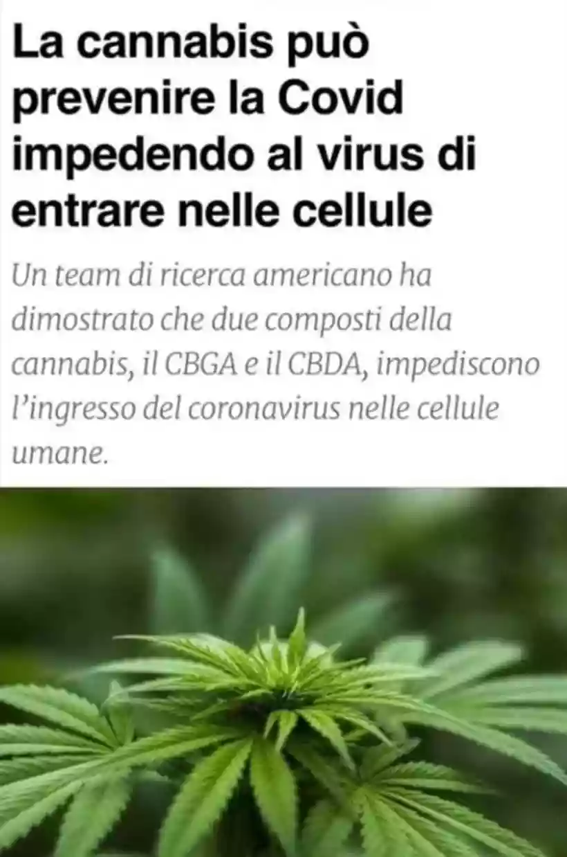 Ingrandisci questa immagine