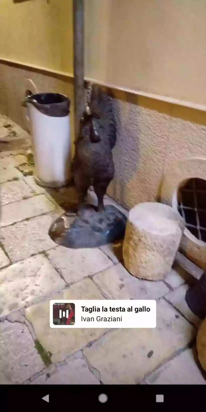 Ingrandisci questa immagine