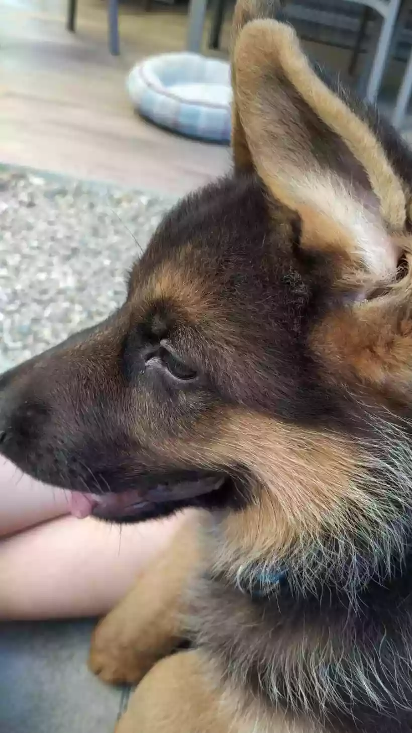 Ingrandisci questa immagine