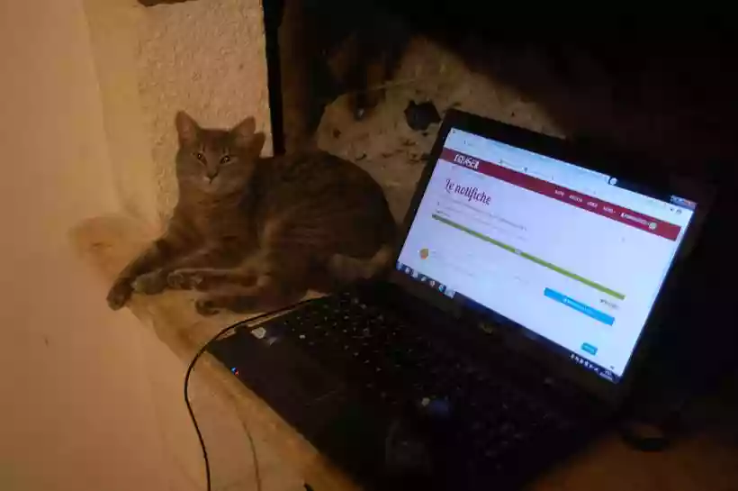 Ingrandisci questa immagine