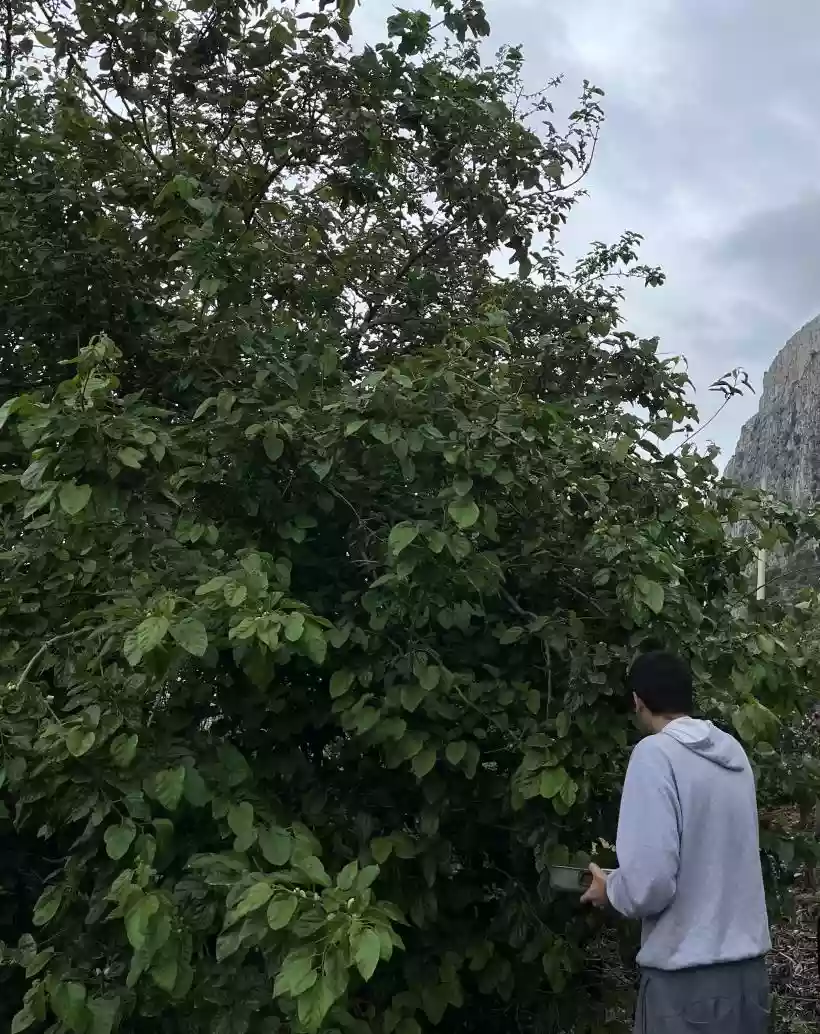Ingrandisci questa immagine