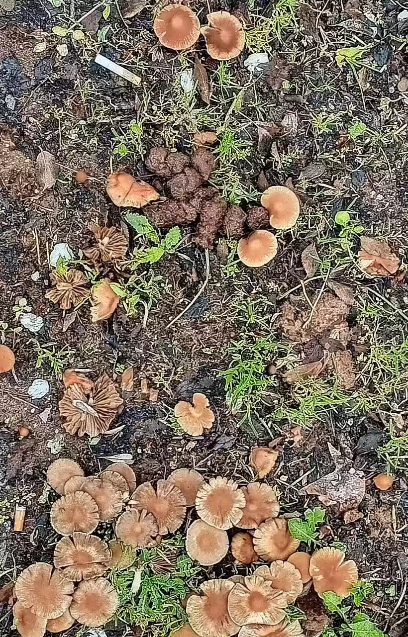 Ingrandisci questa immagine