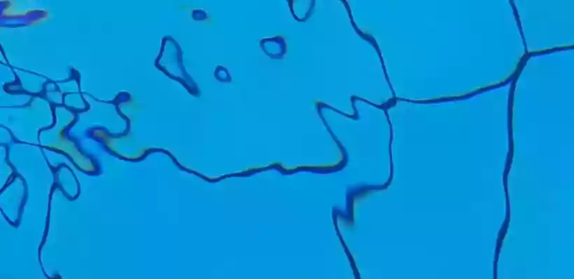 Ingrandisci questa immagine