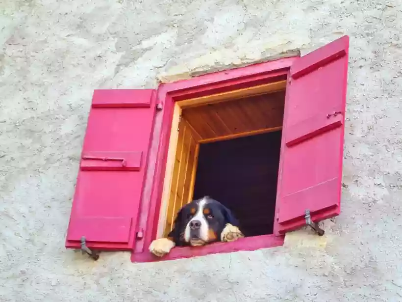 Ingrandisci questa immagine