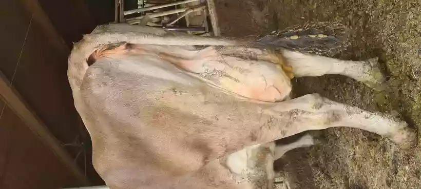 Ingrandisci questa immagine