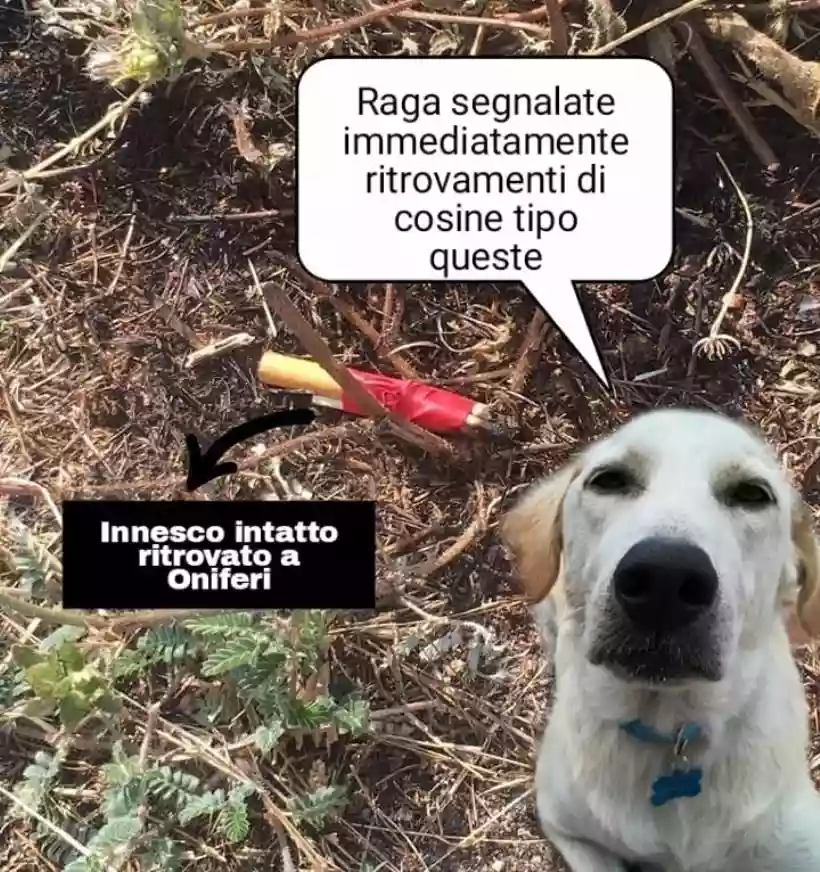 Ingrandisci questa immagine