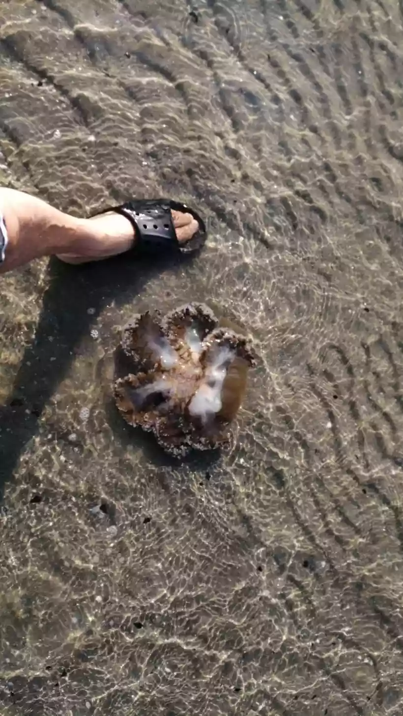 Ingrandisci questa immagine