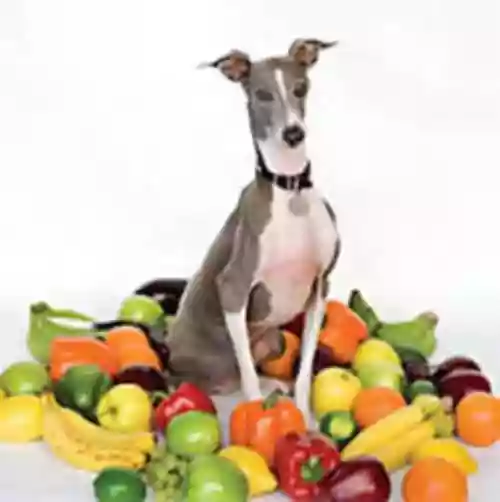 Cover di Excellent Italian Greyhound