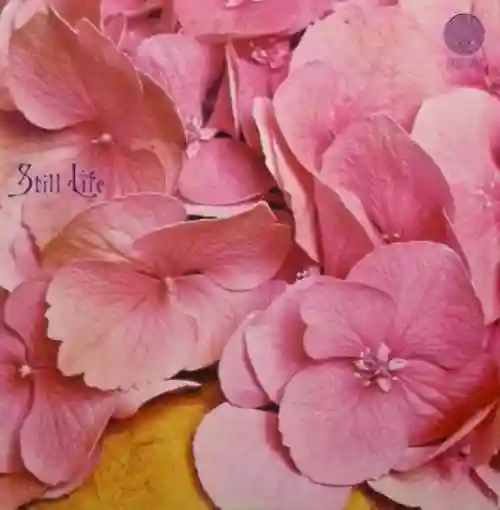 Cover di Still Life