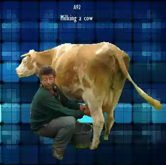 A92: Milking a cow