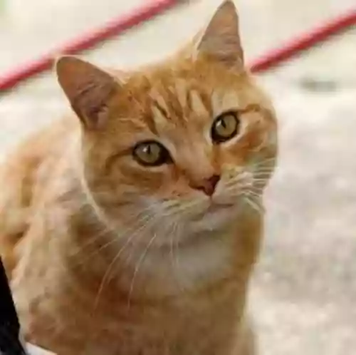 Cover di gatto domestico